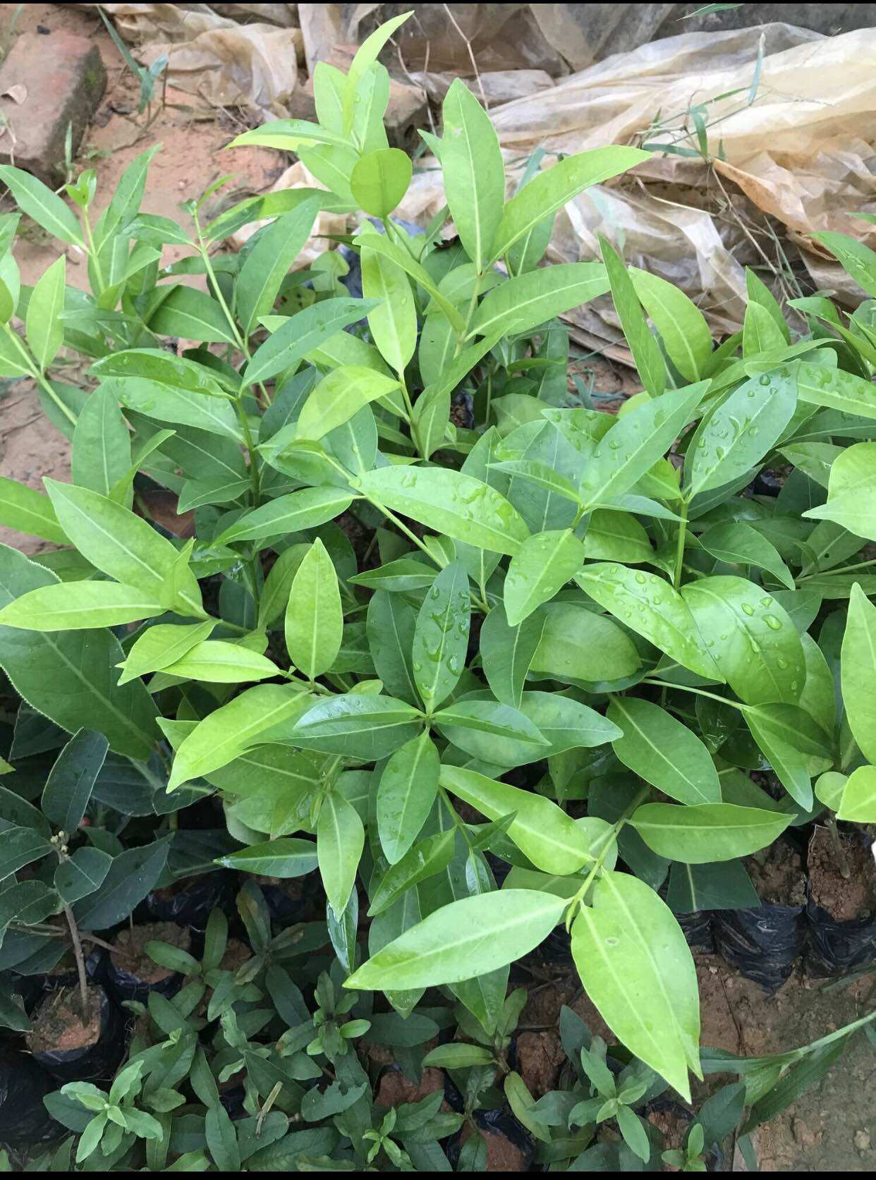 giống cây vối