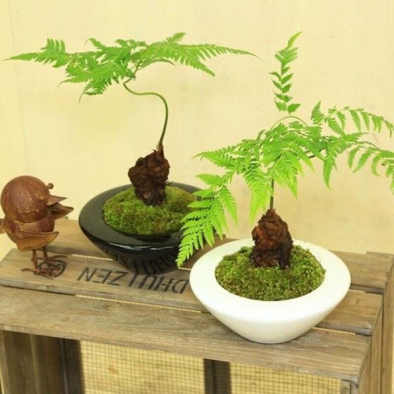 Củ dương xỉ