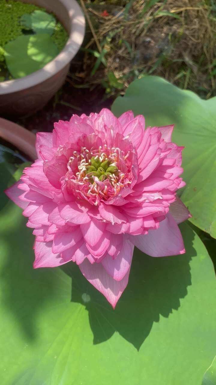 củ sen hồng cánh kép