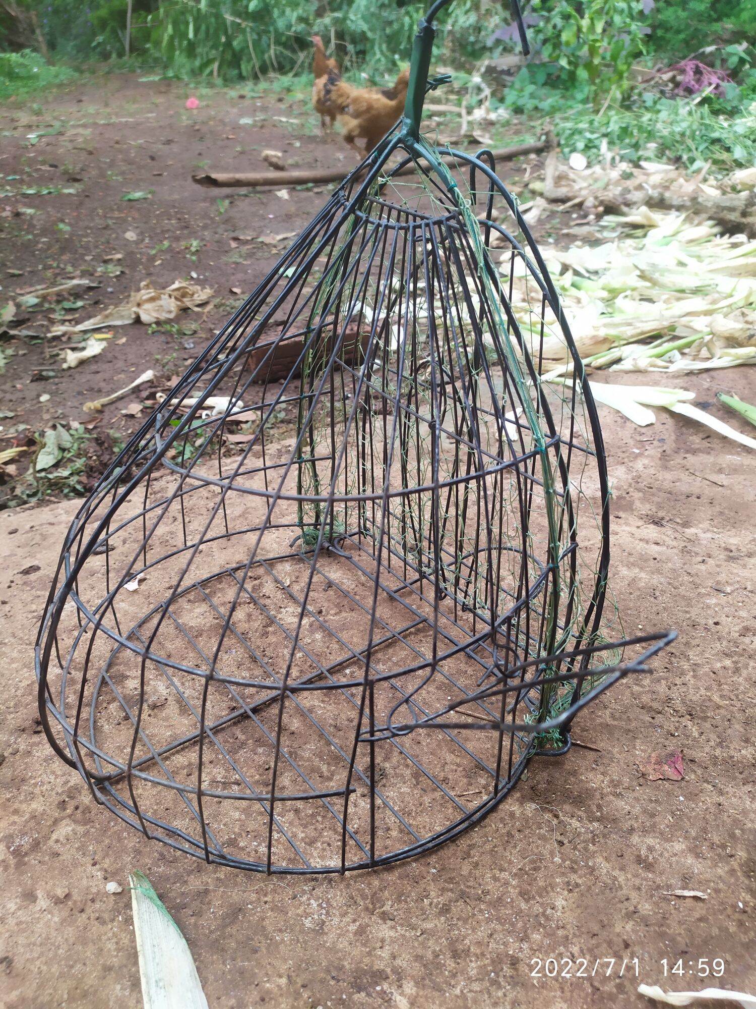 Lụp chim cu lụp bẫy chim cu