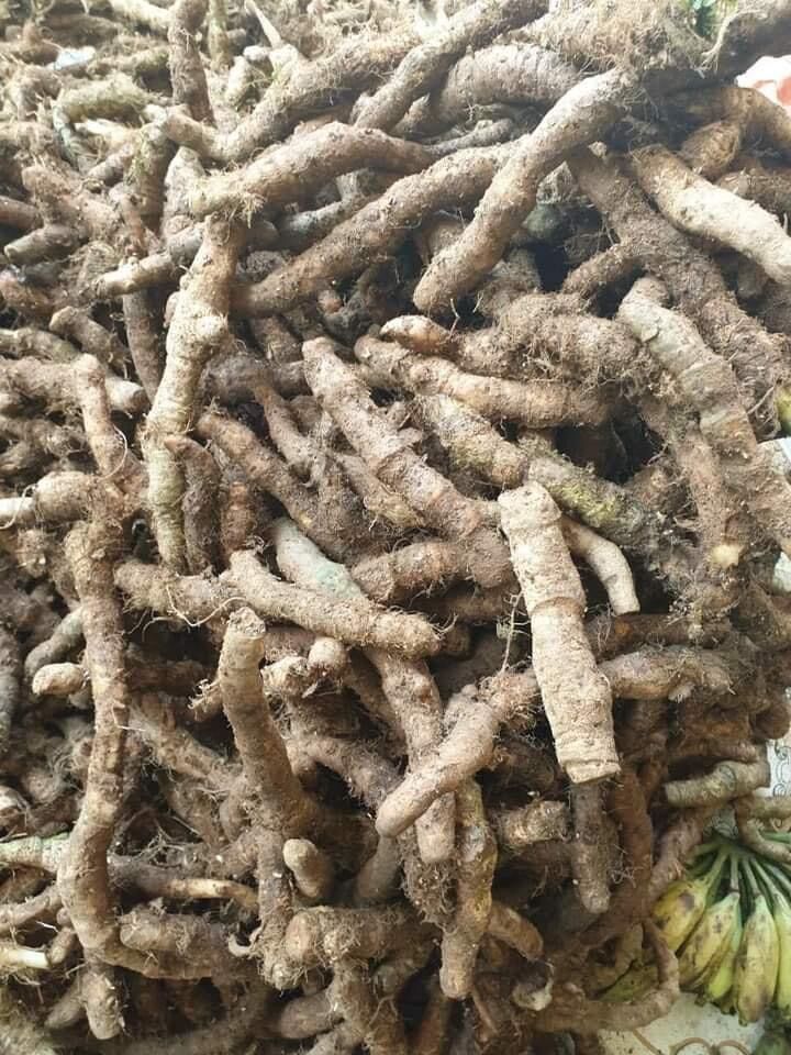 1kg rễ Tứn Khửn tươi (Lai Châu)
