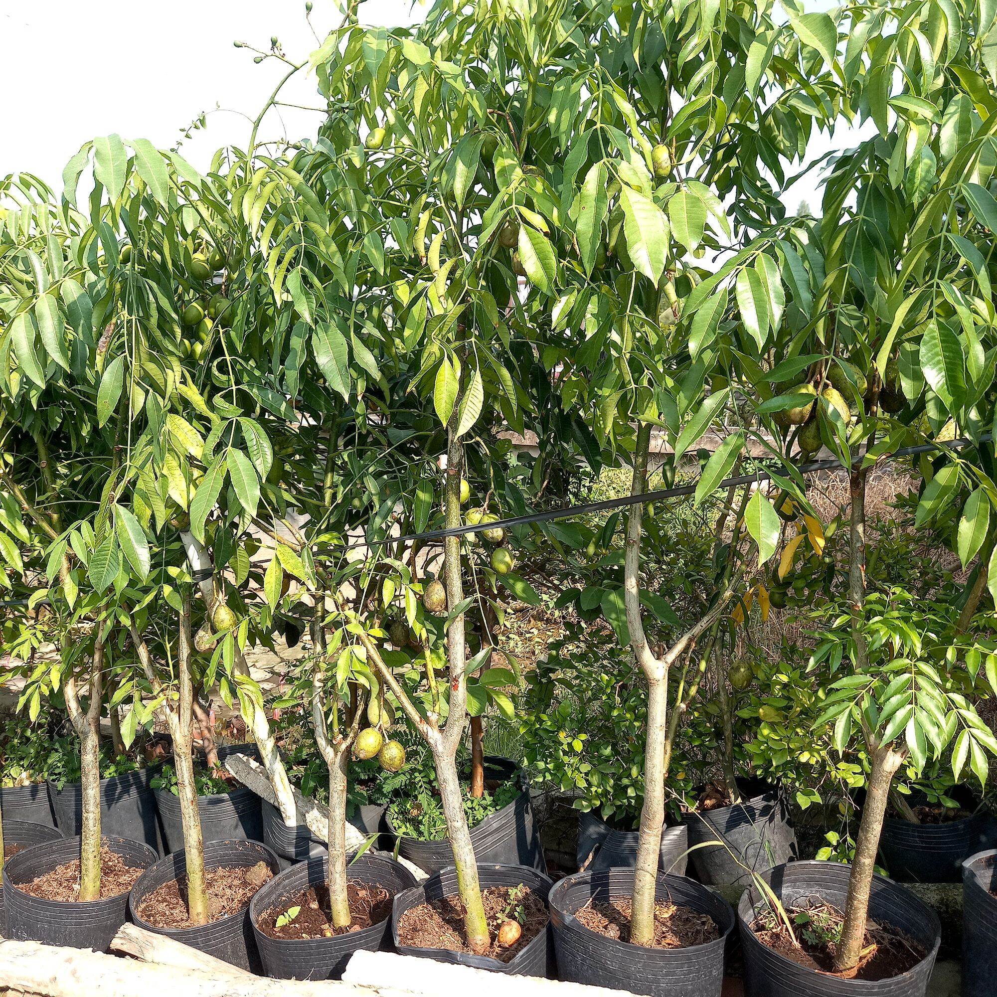 cây cóc thái trưởng thành
