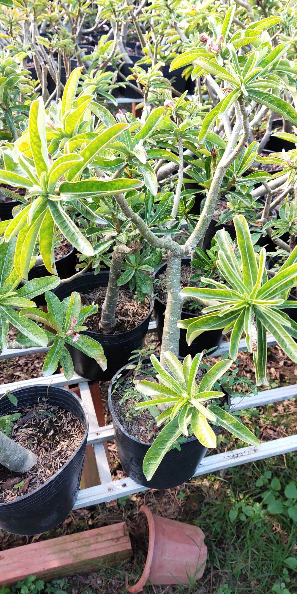 Cây Sứ Kỳ Duyên