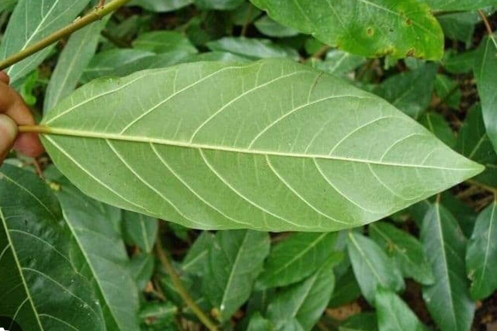 Lá sung sạch nhà trồng ogranic (500gr)