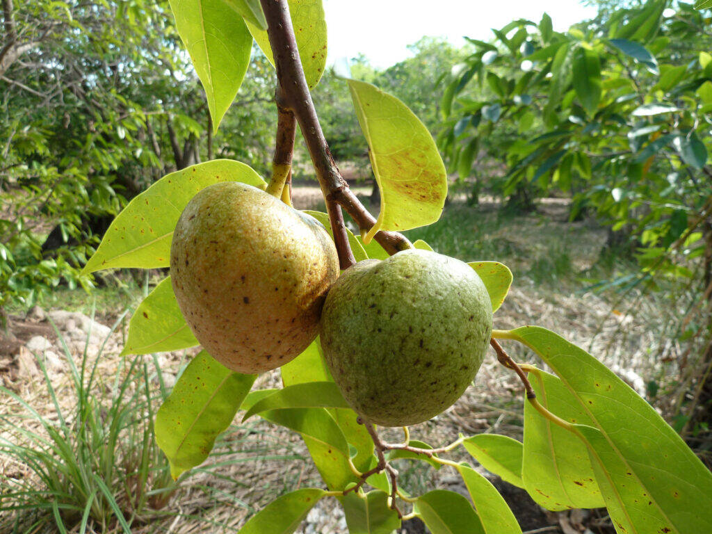 Trái Bình Bát Tươi Xanh, Combo 5Kg
