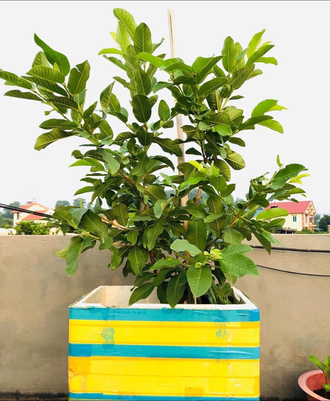 Ổi lê đài loan