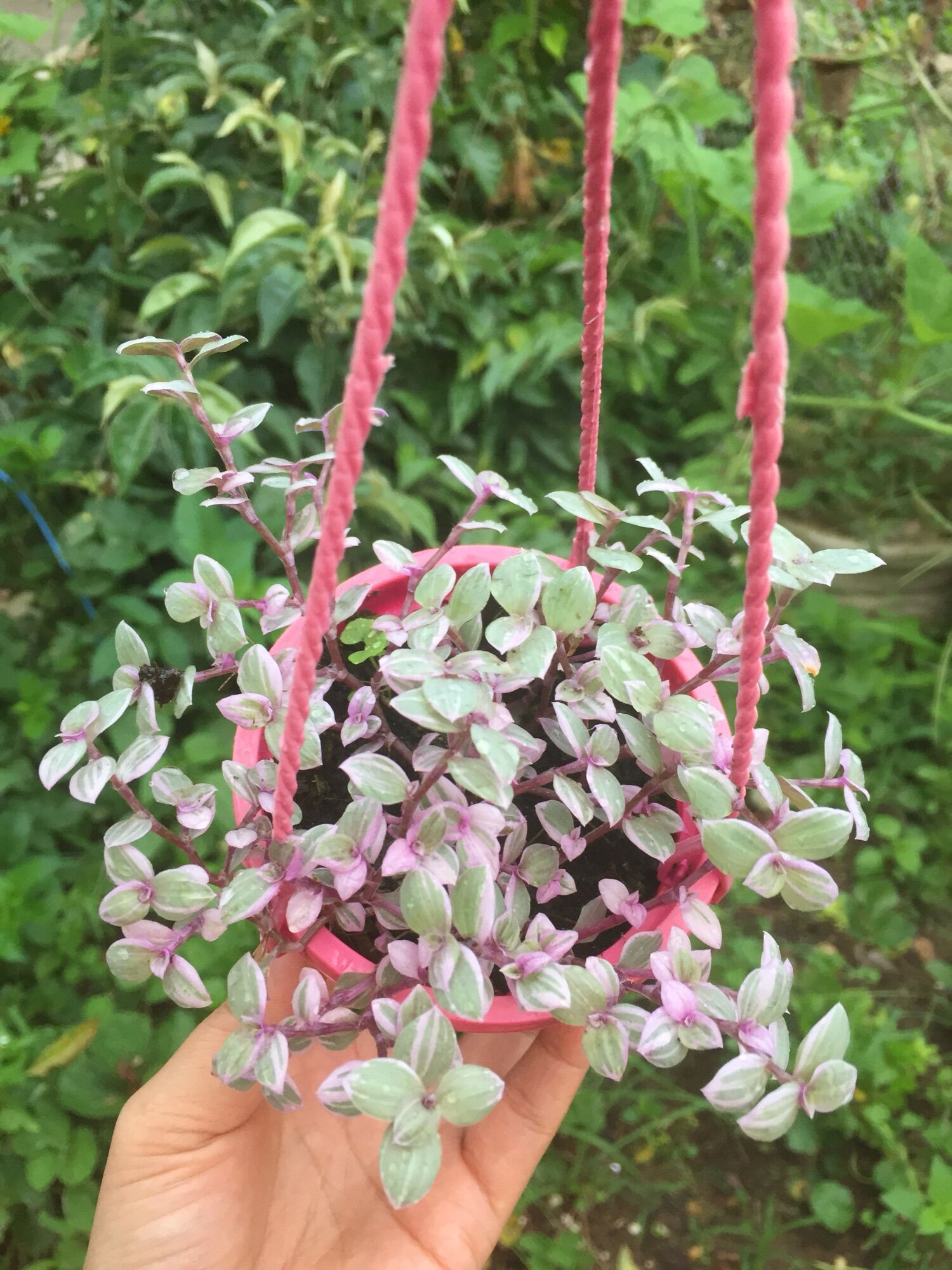 Sen Đá Pink Lady chậu treo