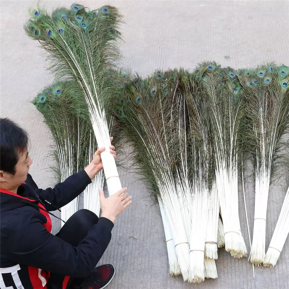 Combo 20 lông công mắt to 4-6cm dài 80 đến 120cm loại đẹp nguyên vẹn, tự nhiên 100% phong thủy tài lộc