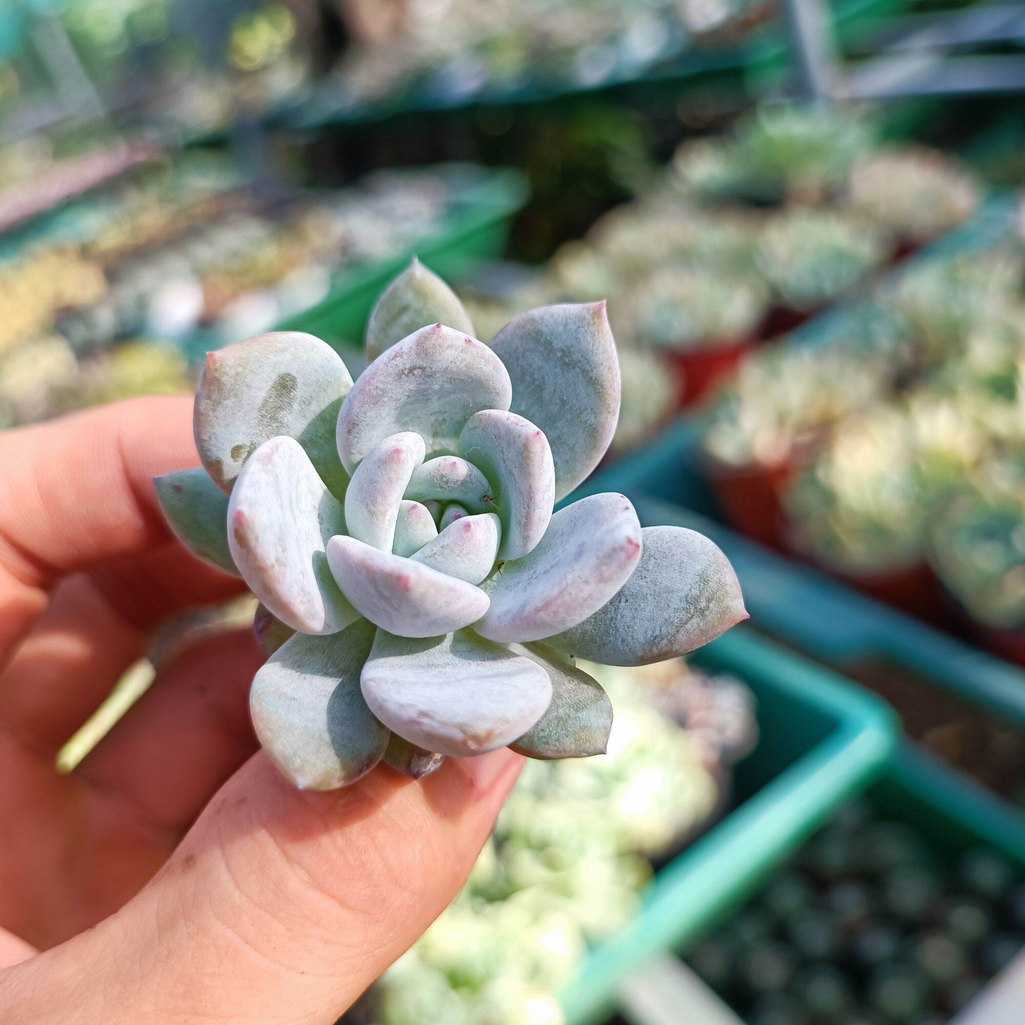 Sale++ Sen Đá Monroe Siêu Đẹp Size 3.5_4 cm.
