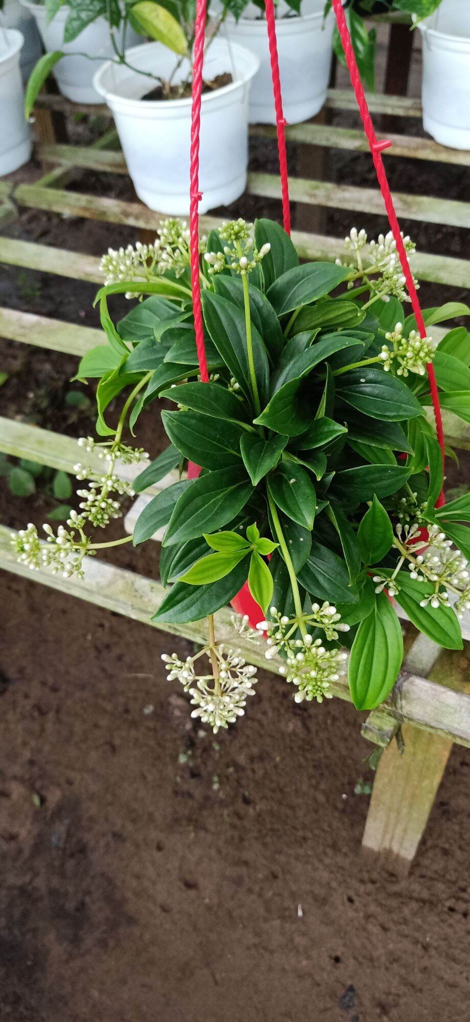 cây hòn ngọc viễn đông( cây dạng treo, lá nhỏ)- cây kiểng làng hoa sa đéc