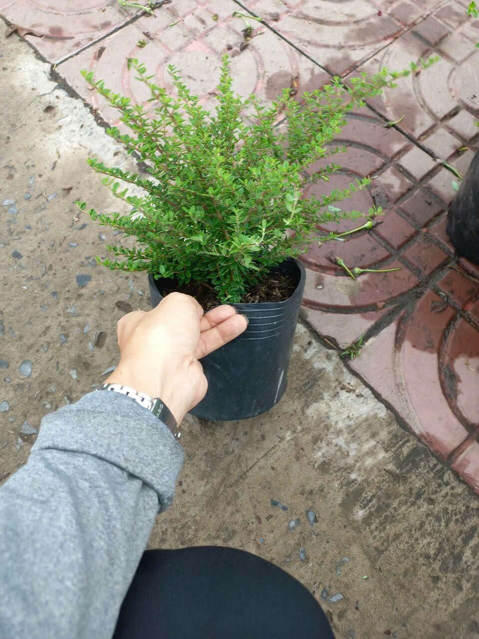 Cây Hàm Hương