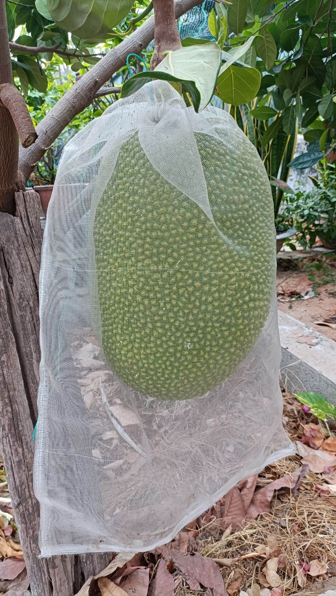 túi bọc mít cước thái 50*70cm). Cam kết hàng loại 1 (10 cái)