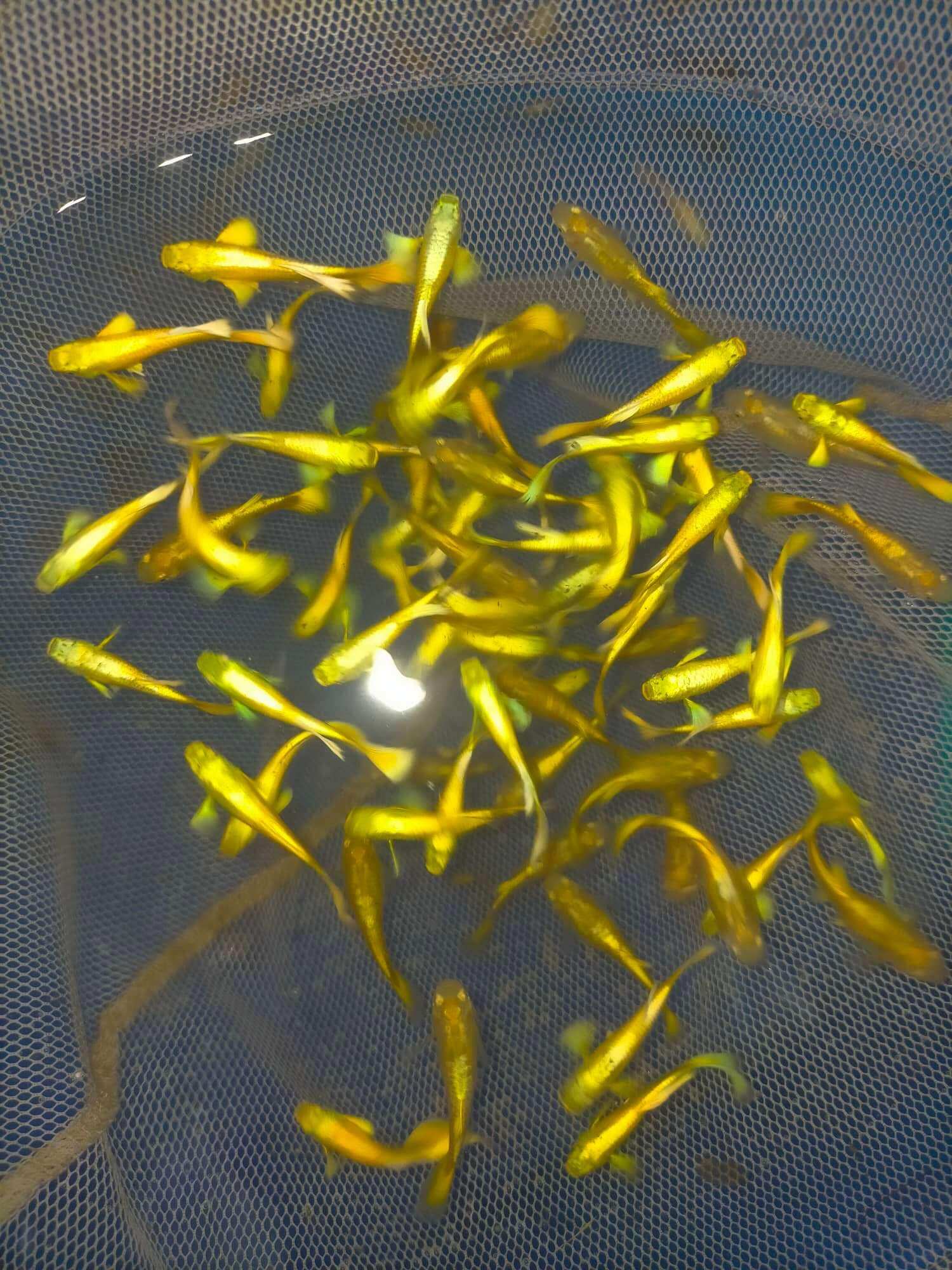 10 cặp bảy màu full gold, 7 màu gold, guppy thủy sinh