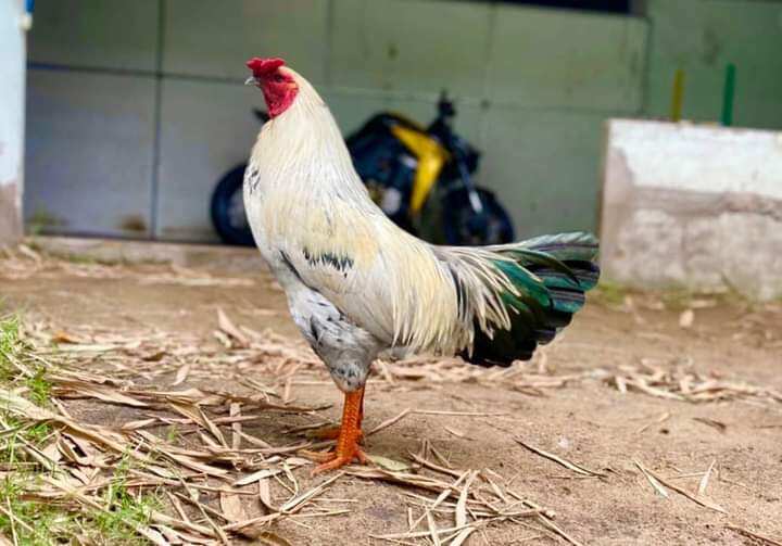 10 Trứng Gà Chuối ấp nở con giống