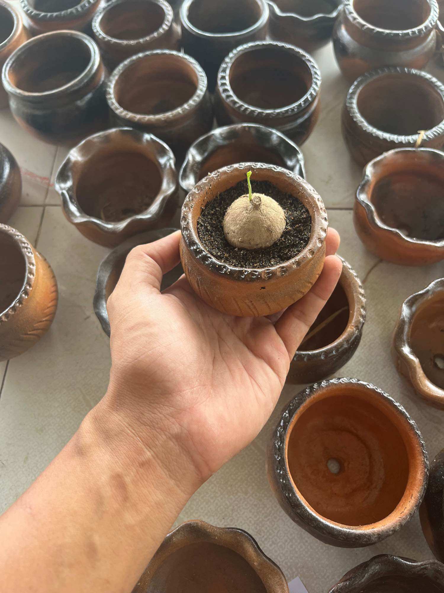 Chậu củ bình vôi, củ đồng tiền 2-3cm đã lên mầm