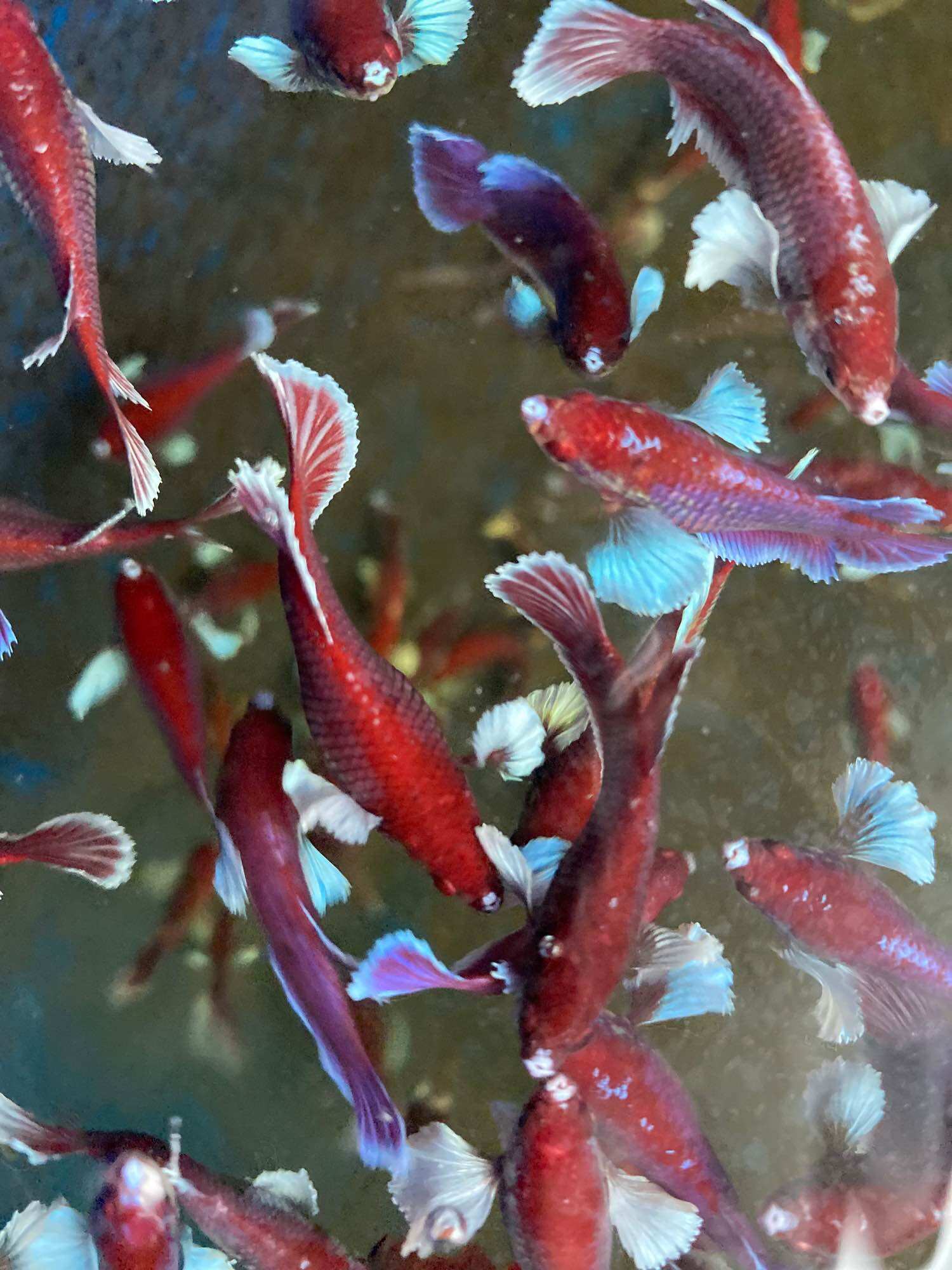 Betta dumbo lavender Halfmoon ( mái bầu   )