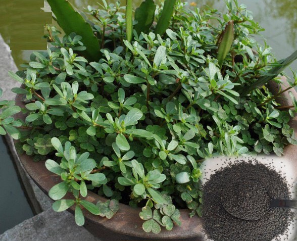 hạt giống rau sam gói 2 gram