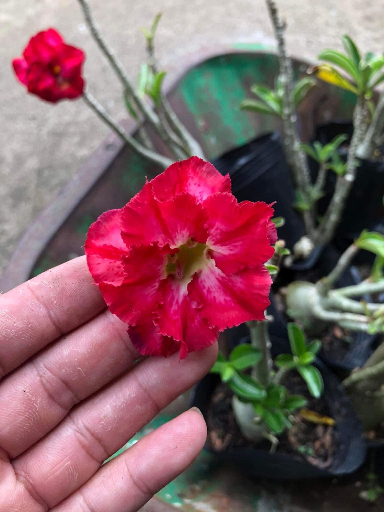 30 hạt sứ thái lan cánh kép.