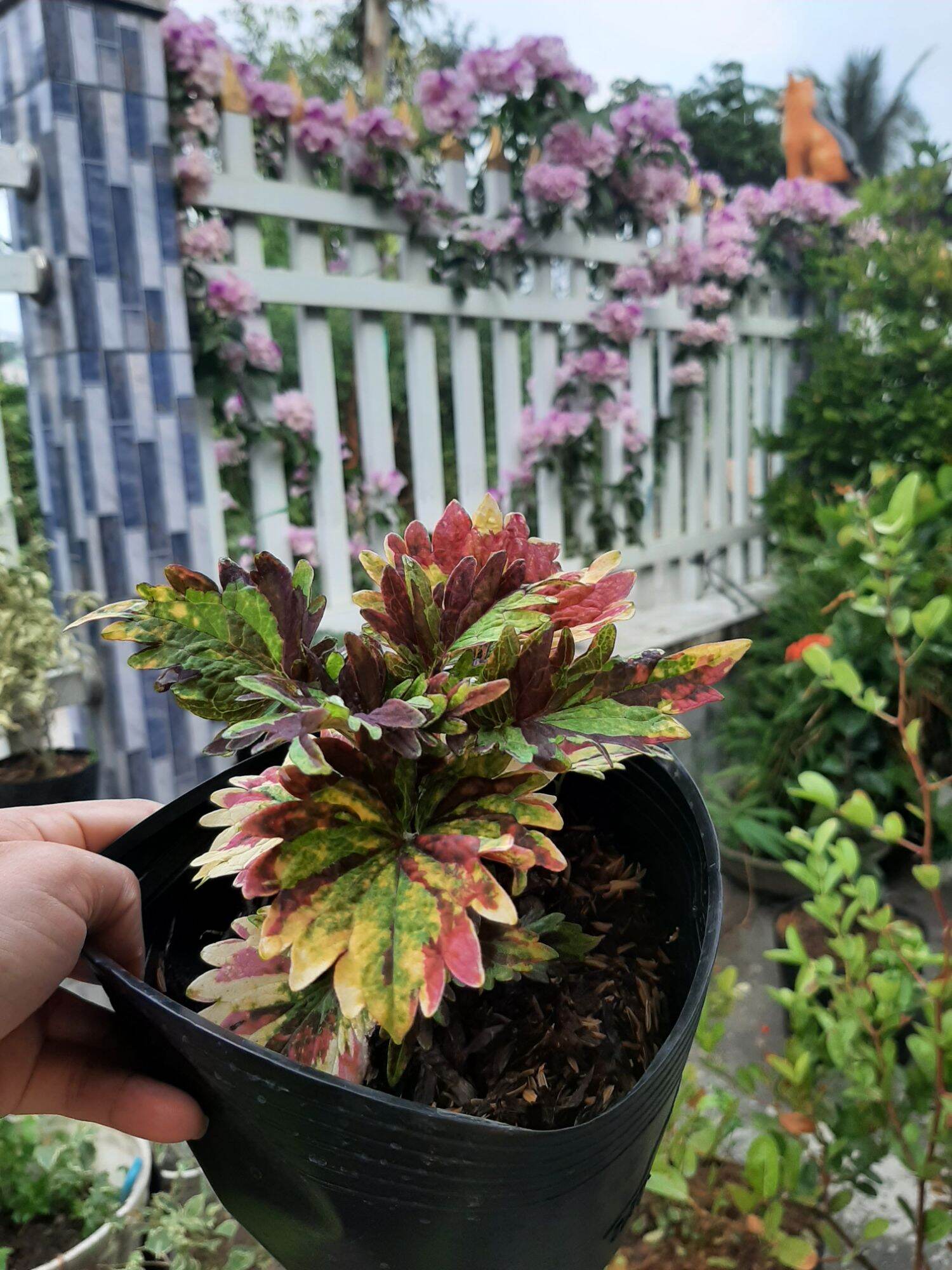 [XẢ KHO 03 NGÀY _Hàng Tết]_ Bong Garden_ CÂY GẤM LÁ KHÍA NGỦ SẮC_GẤM CAO BỒI_kiểng lá, màu đẹp quanh năm, dễ chăm