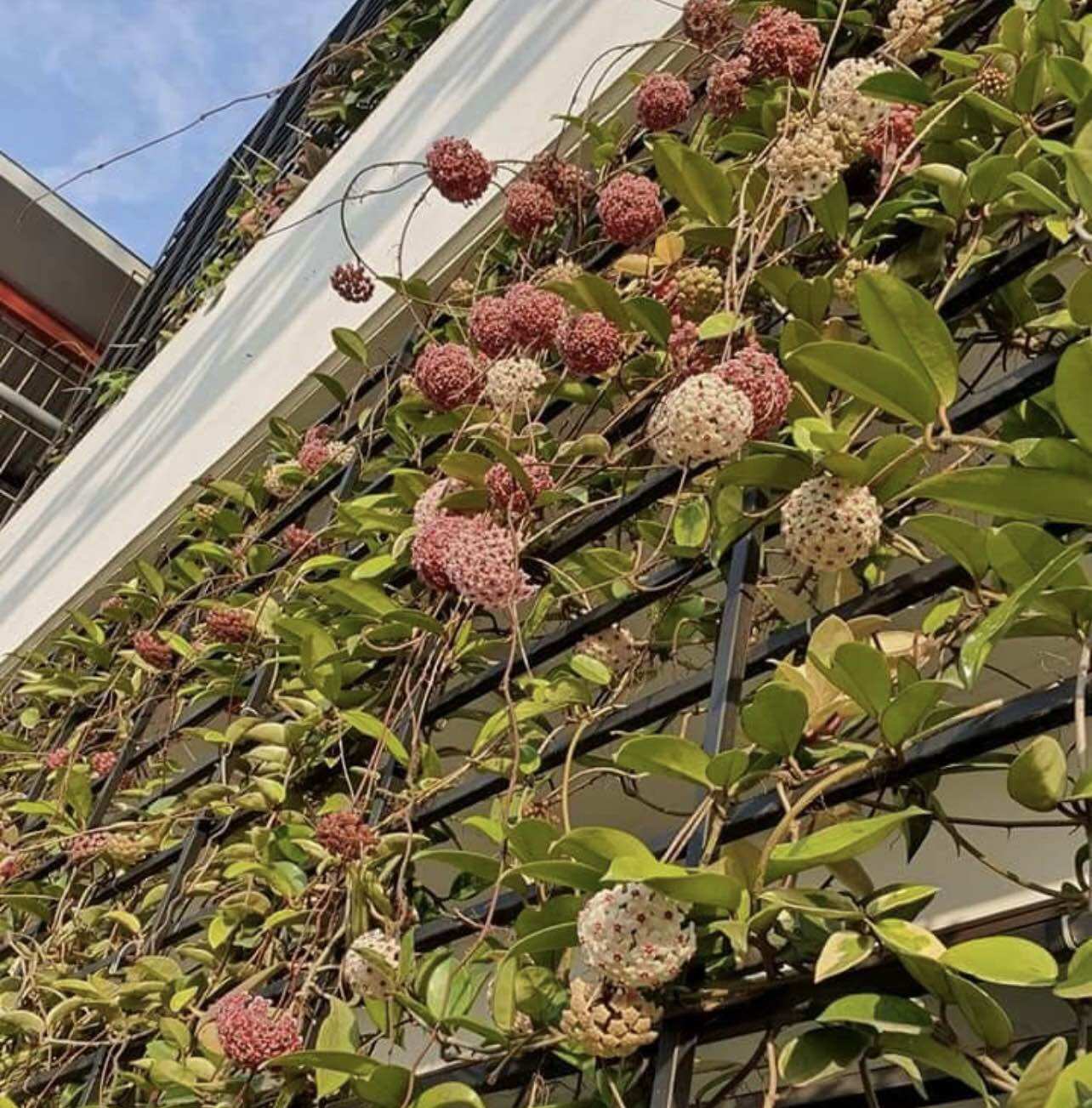 Hoa Cẩm cù hoya carnosa white hoa thơm, siêng hoa
