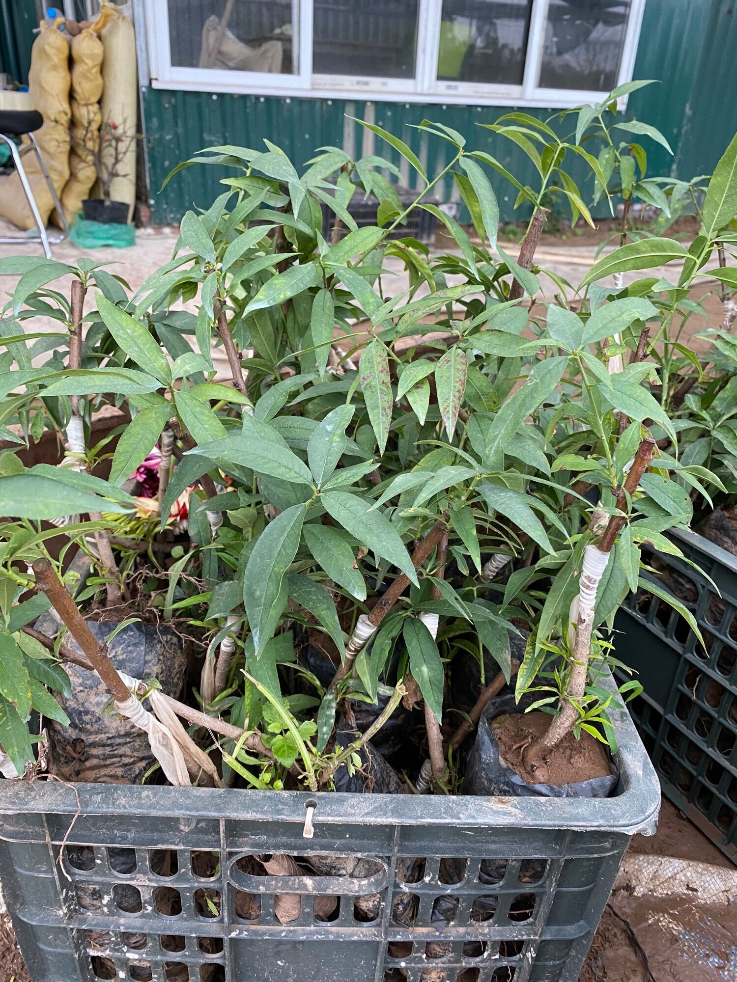 Cây giống đào bạch