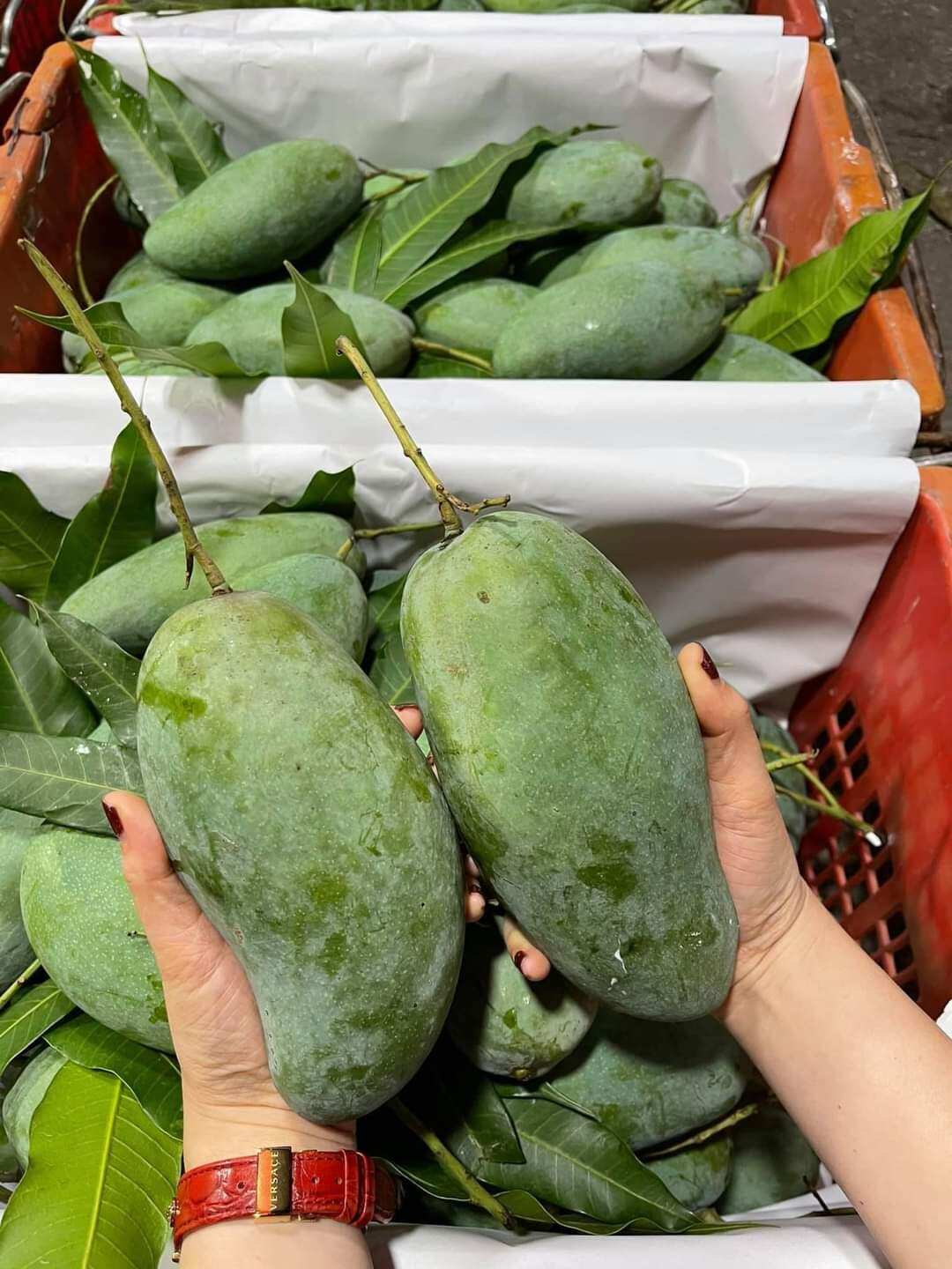 cây xoài thái mau trái