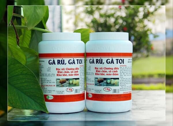 GÀ RÙ, GÀ TOI