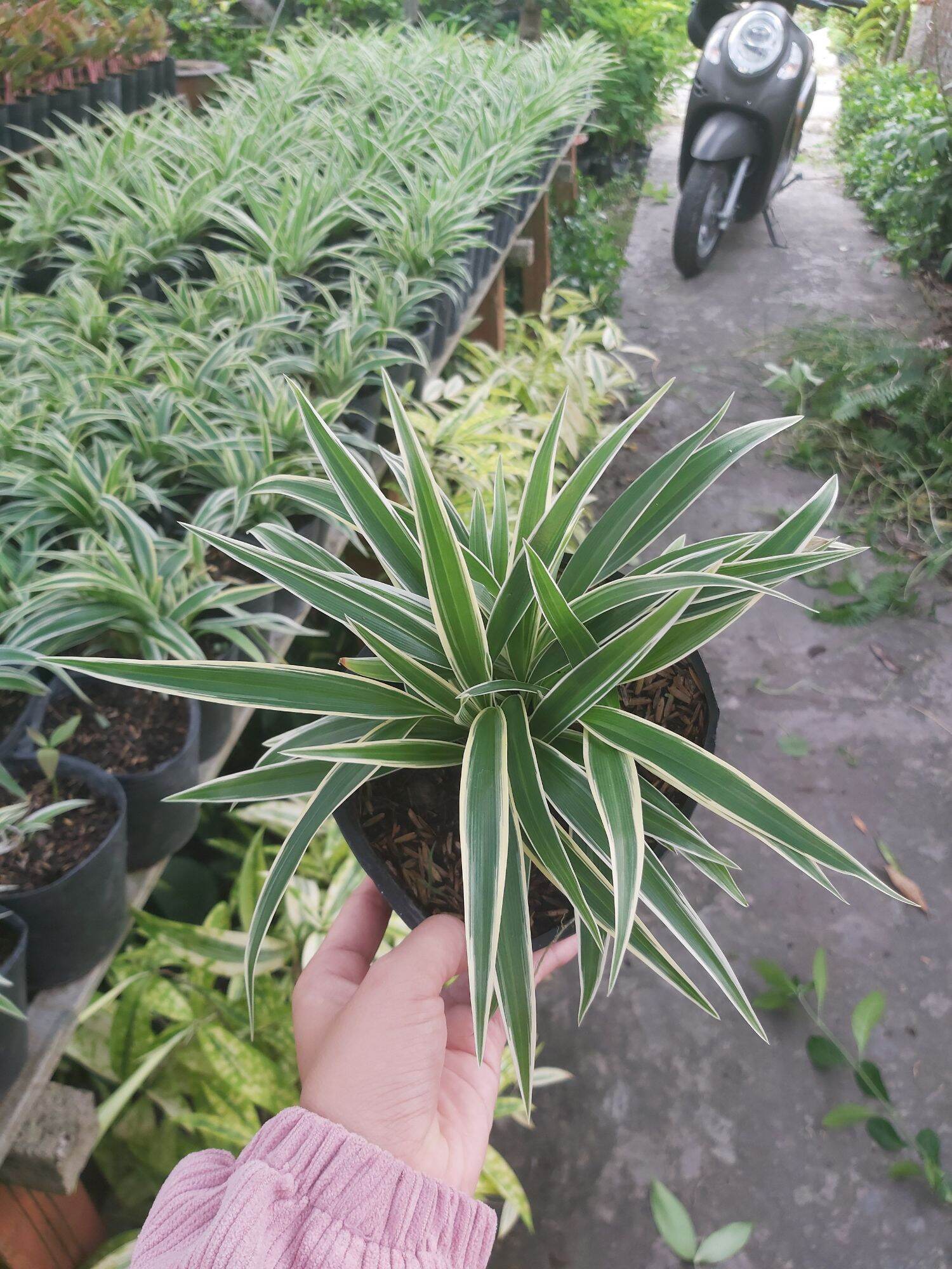 Cây Ngải Nàng Rù (Cỏ Lan Chi)(Cây đang rất đẹp)