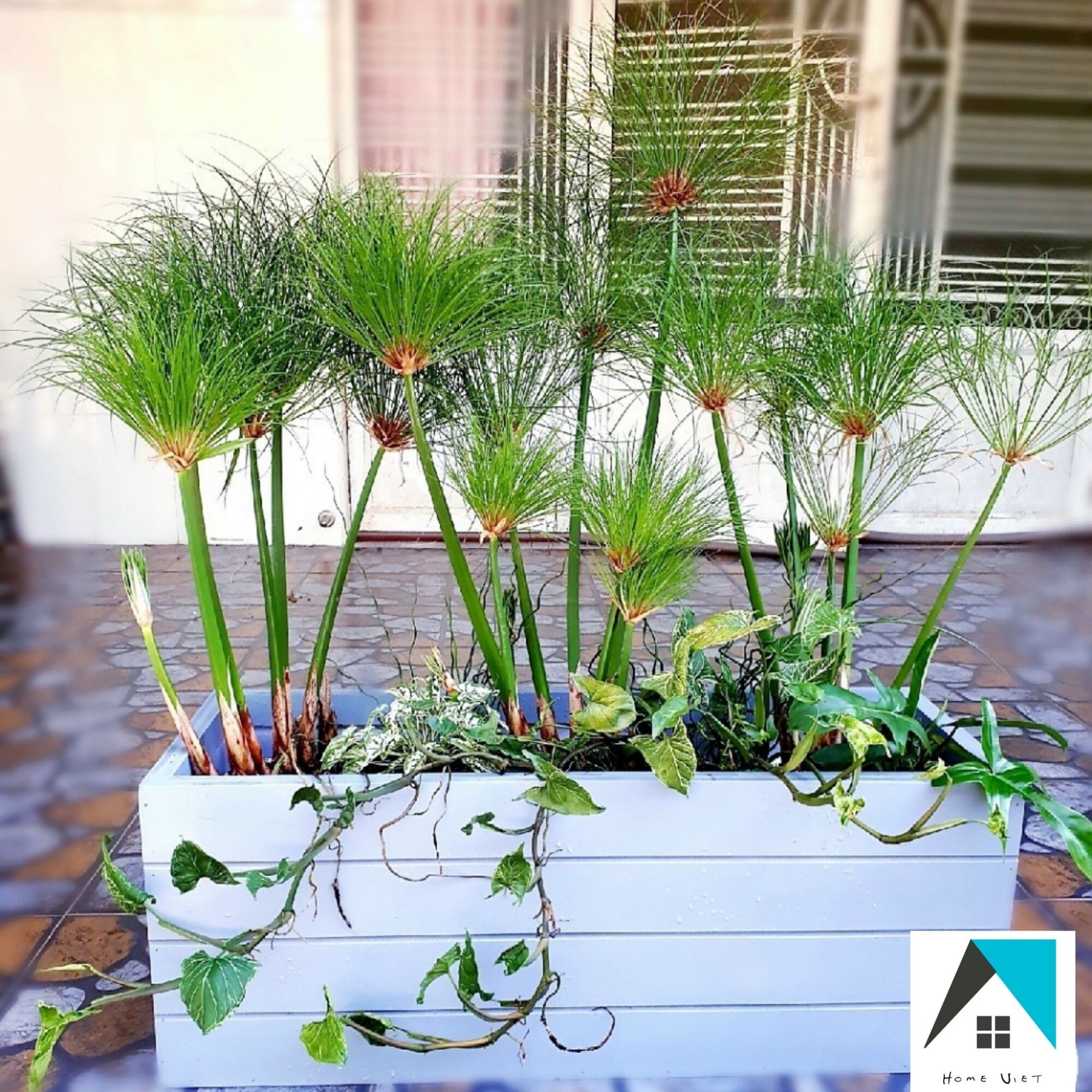 Chậu trồng cây chất liệu composite