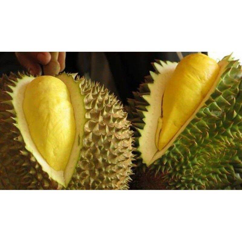 Cây giống Sầu Riêng Ri6 ( giống chuẩn ghép đầu dòng).