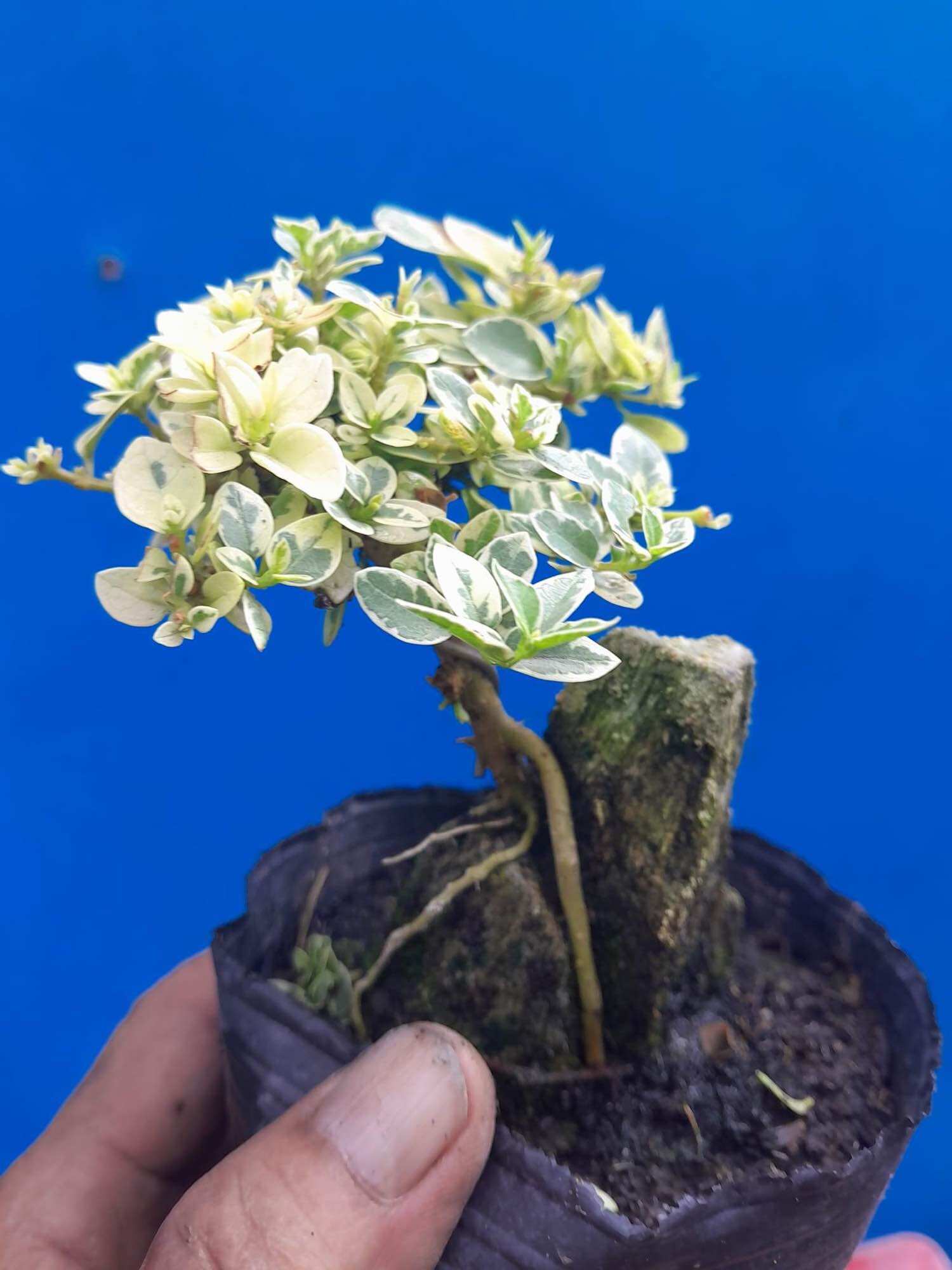 Sam hương lá trắng ôm đá bonsai mini