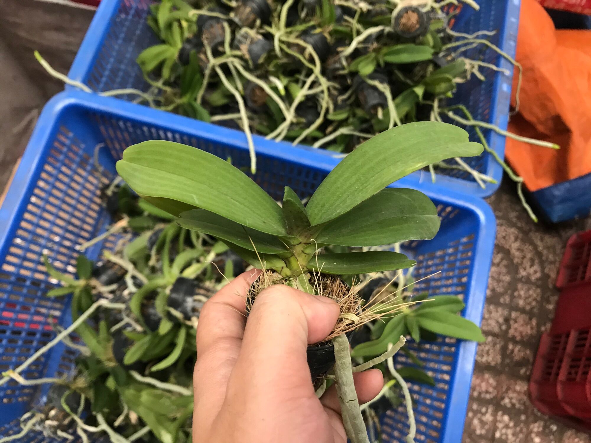 Đai Châu Cây Con Nhiều Màu [Combo 5 cây]