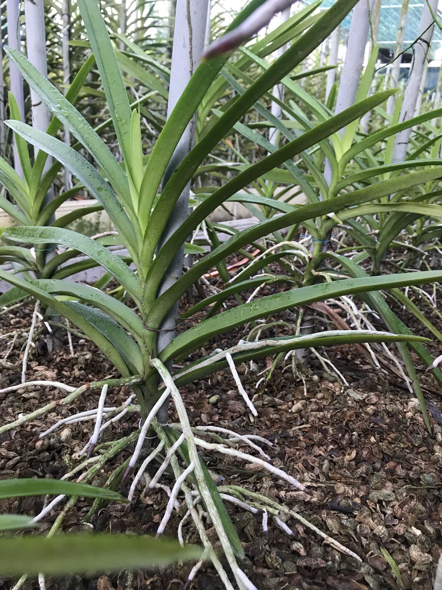 Lan Mokara Con Màu Đỏ - Cao 20-40cm