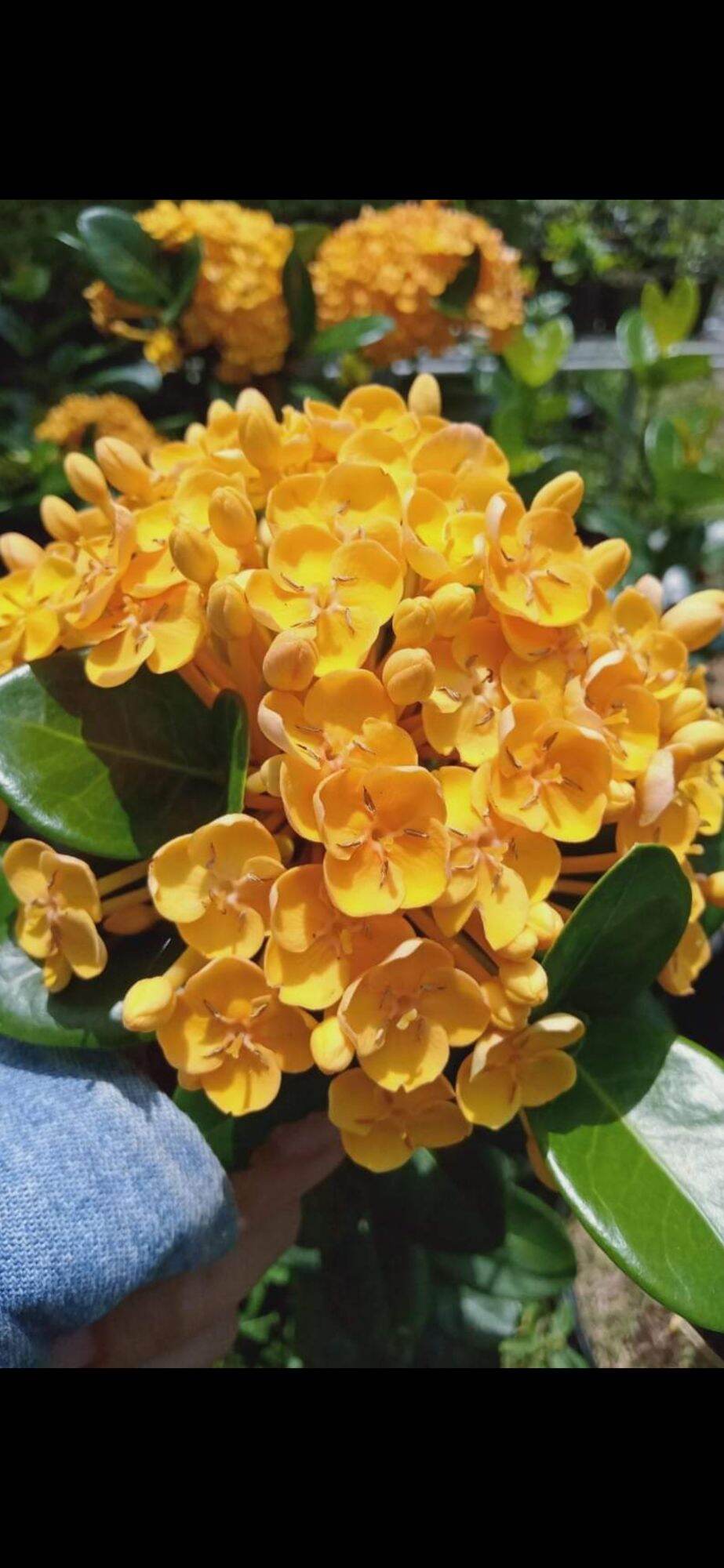 Trang Giống Phụng hoàng Kim ( cây giống ảnh cuối )