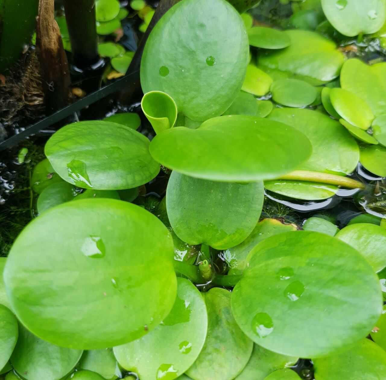 Bèo nhật thủy sinh  (5 cây)