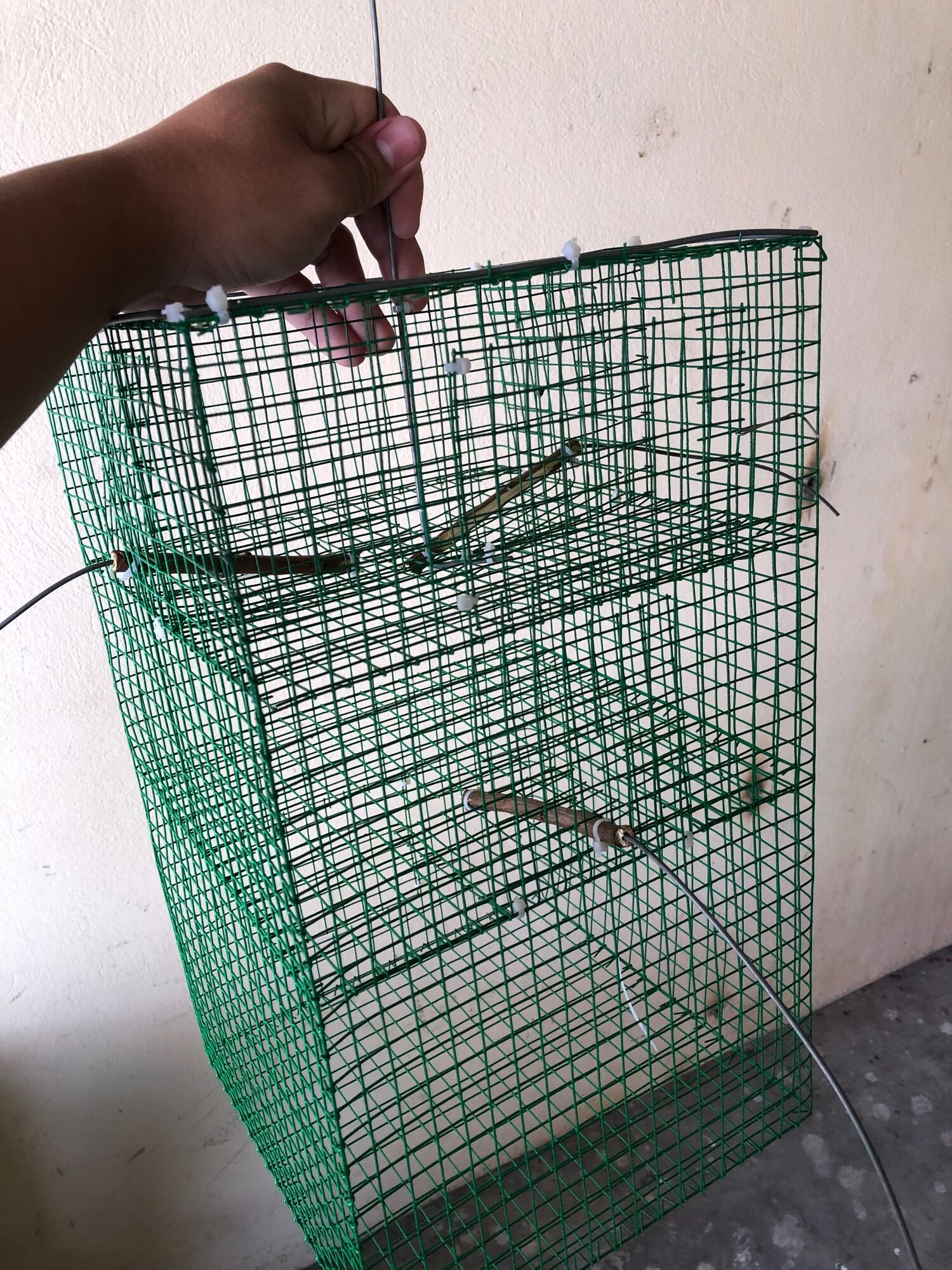 Lồng bẫy chim sẻ