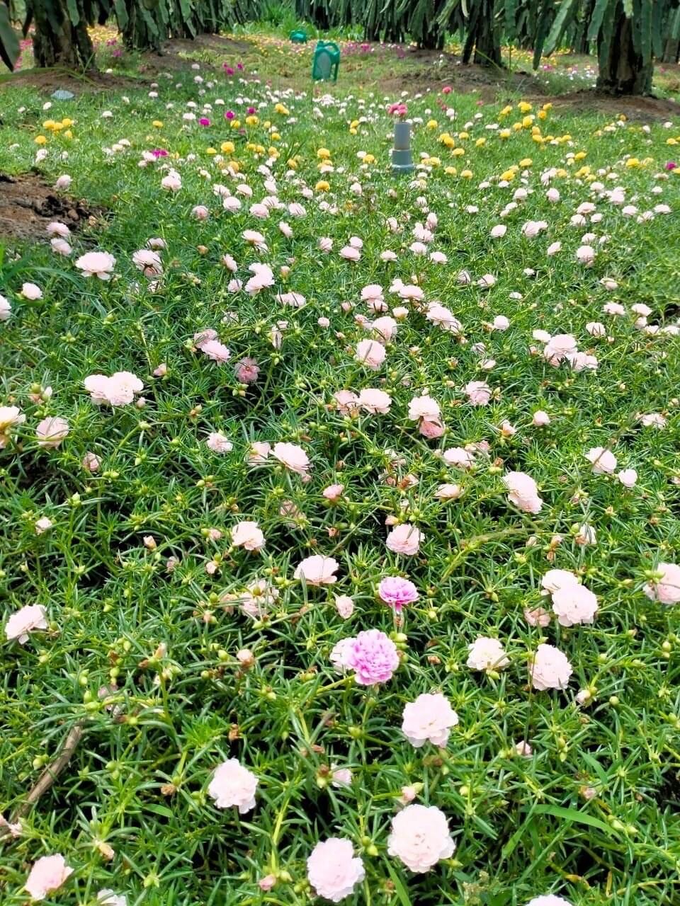 hoa mười giờ thái kép (1 bó)