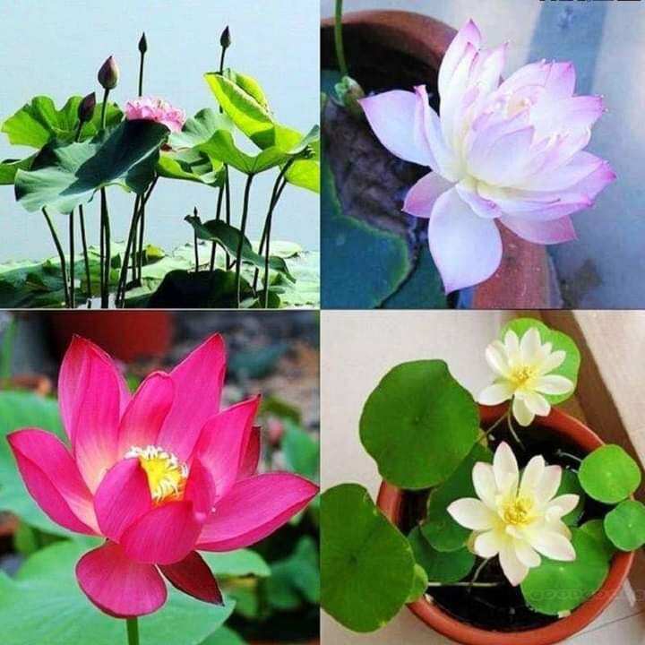 Hạt sen mini nhật 10 Hạt  nhiều  màu