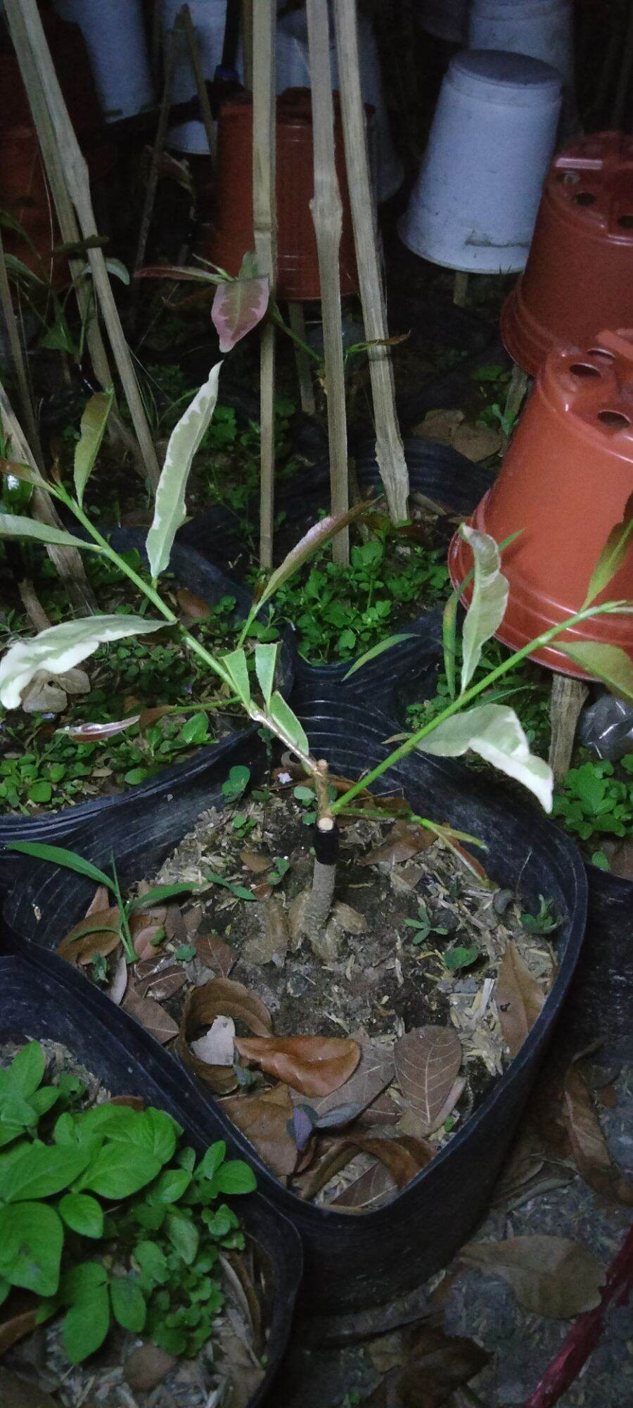 Mai Giống Cúc Thọ Hương lá cẩm thạch