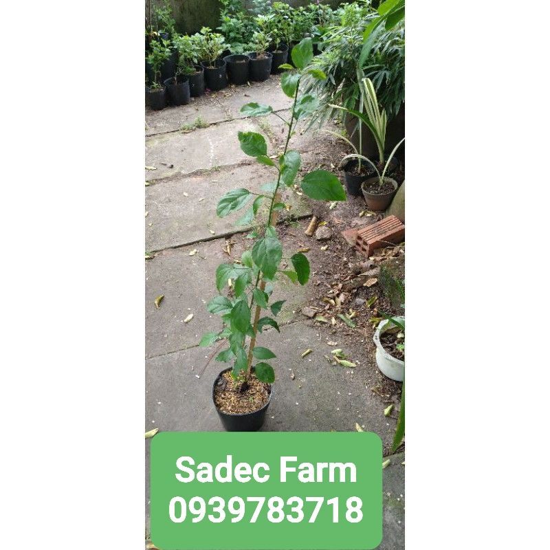 Hoa Dâm Bụt Lồng Đèn Cổ