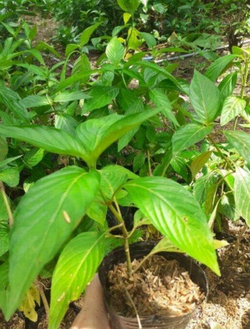 Cây lá cẩm tím/ cây lá cẩm