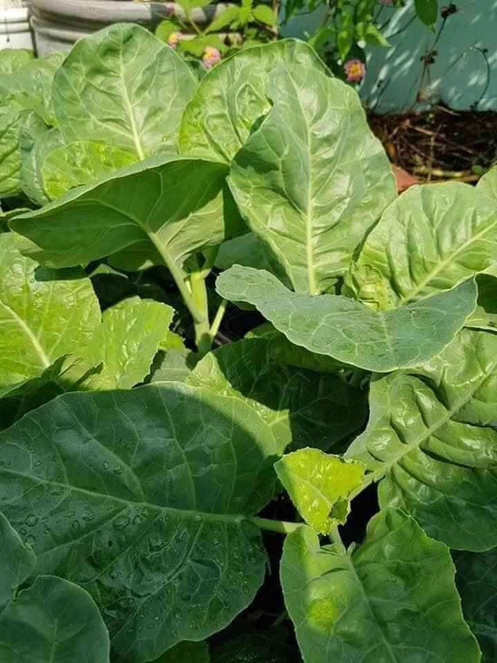 HẠT GIỐNG CẢI RỔ ( CẢI NGỒNG LÀN)