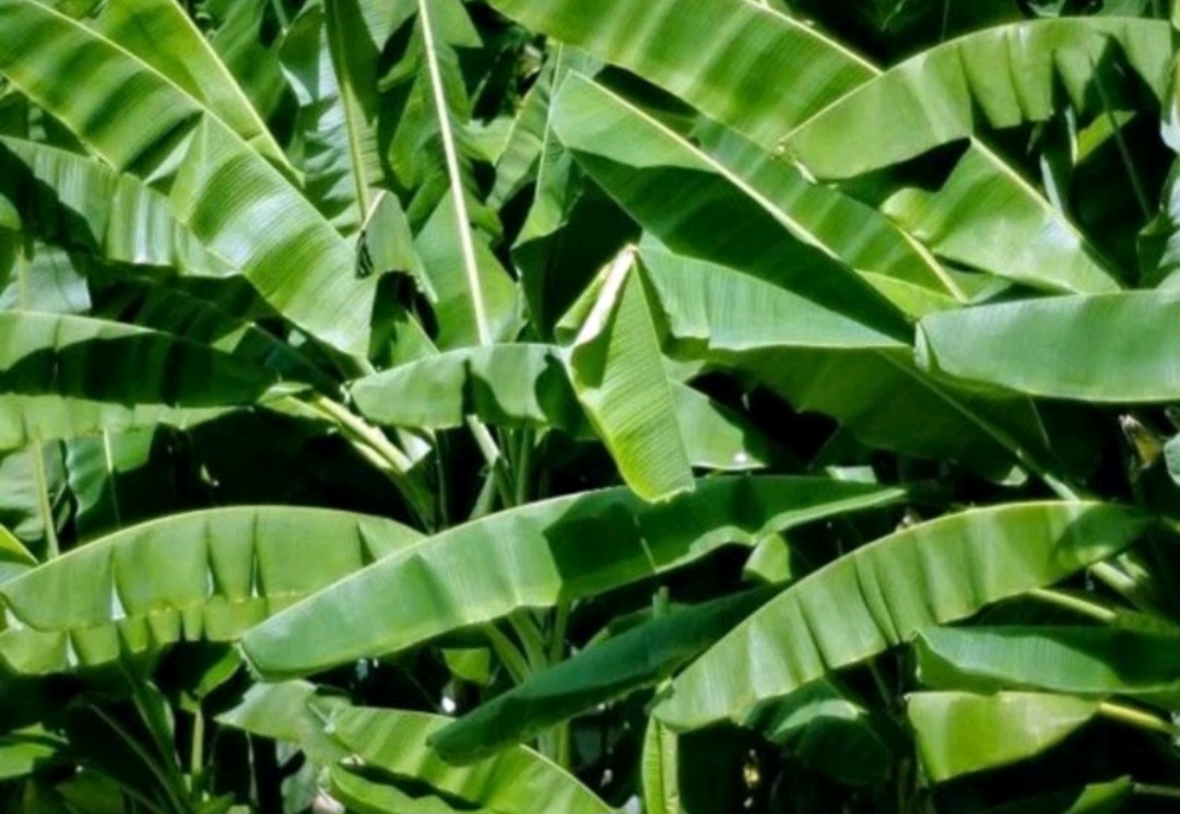 Lá chuối khô 1 ký ( loại thường )