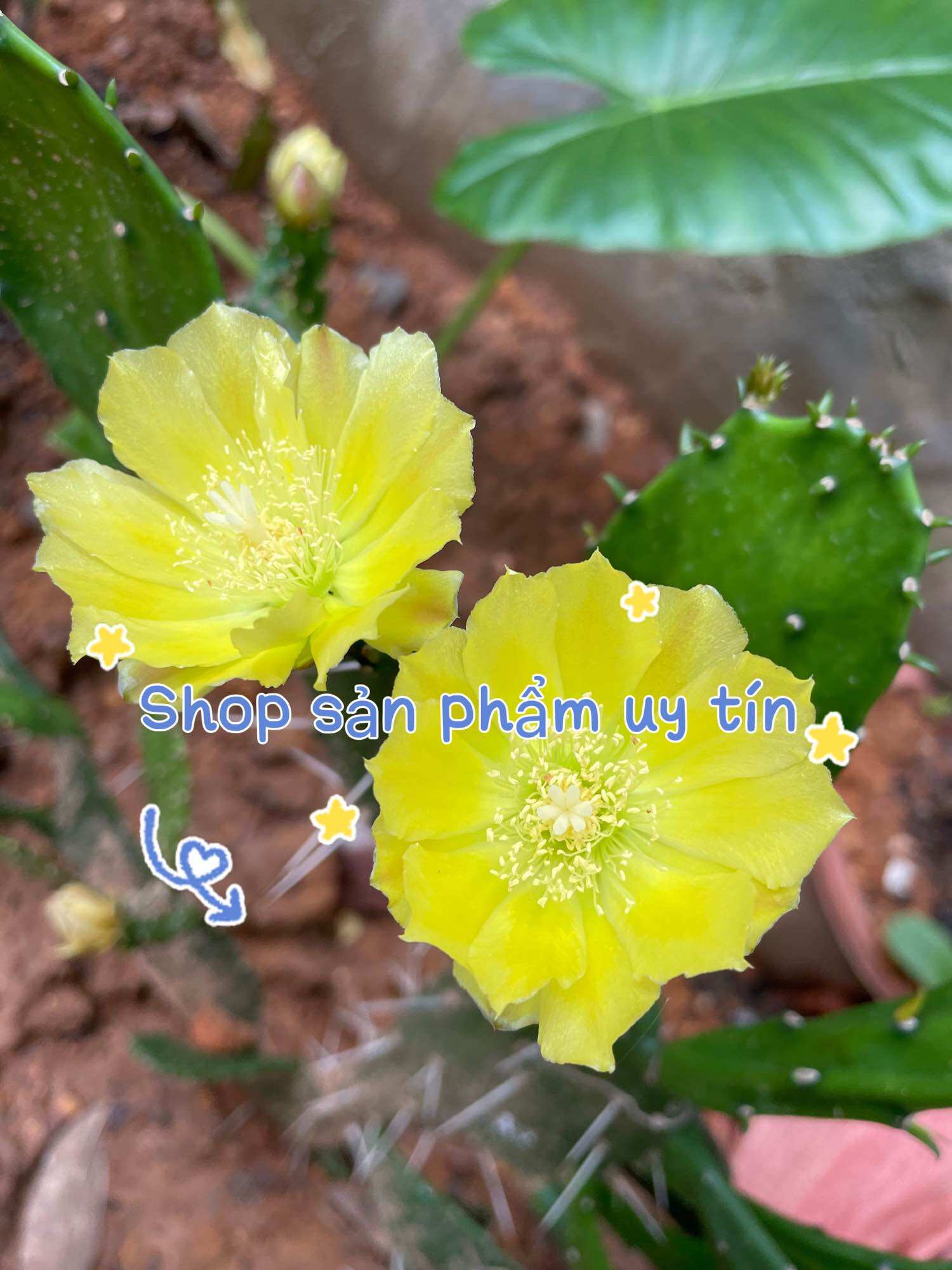 xương rồng cactus yellow