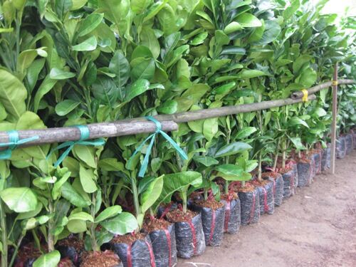 Cây giống bưởi da xanh ruột đỏ
