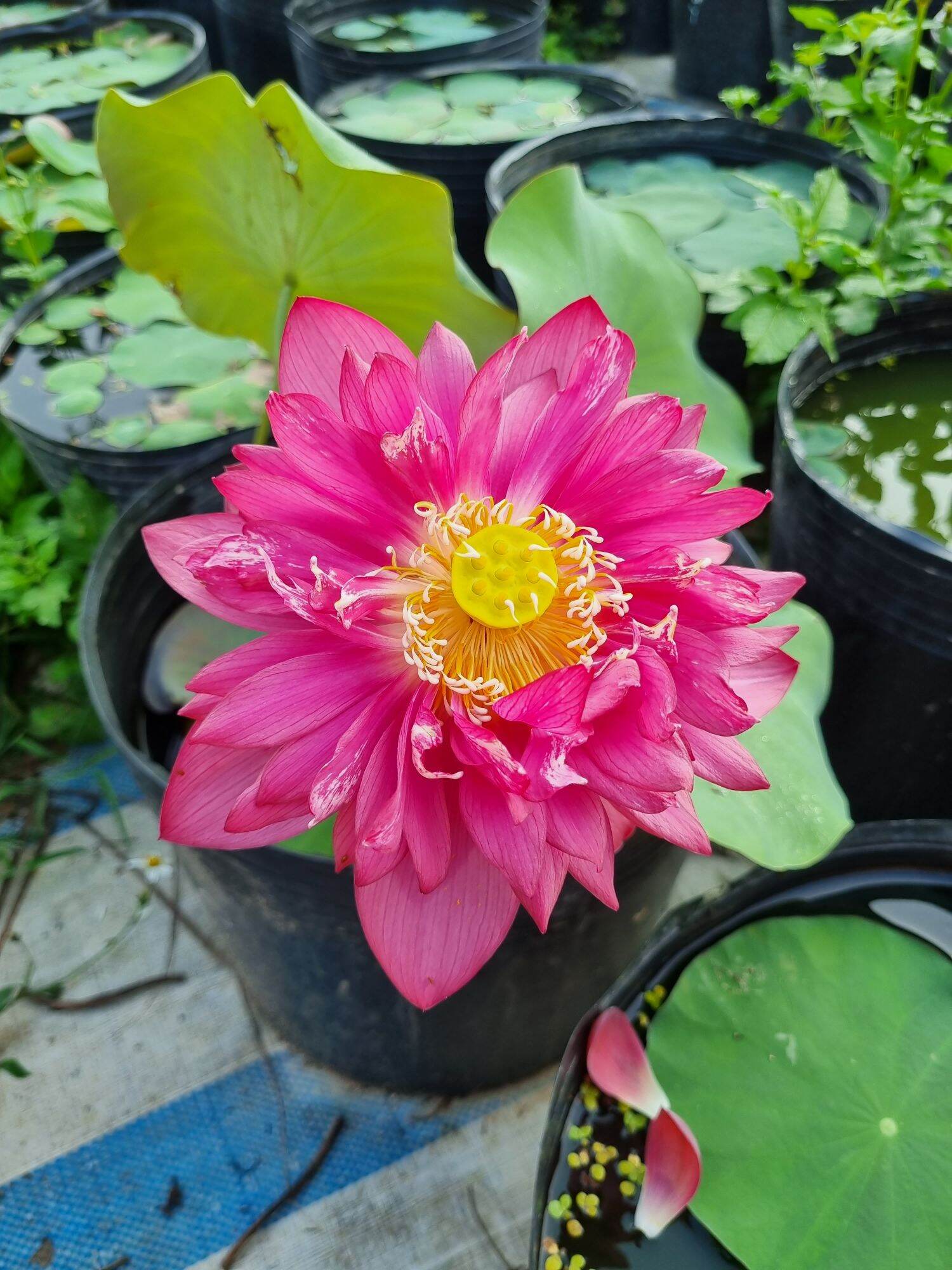 củ sen đỏ huyết