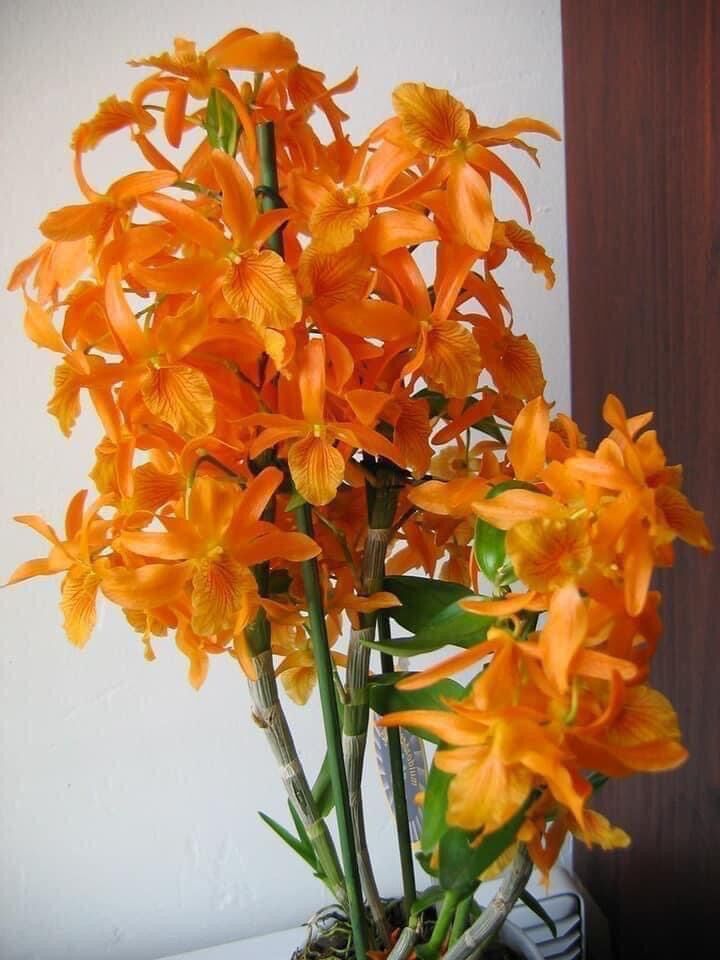 Hoa Lan hoàng thảo lụa(1 khóm)