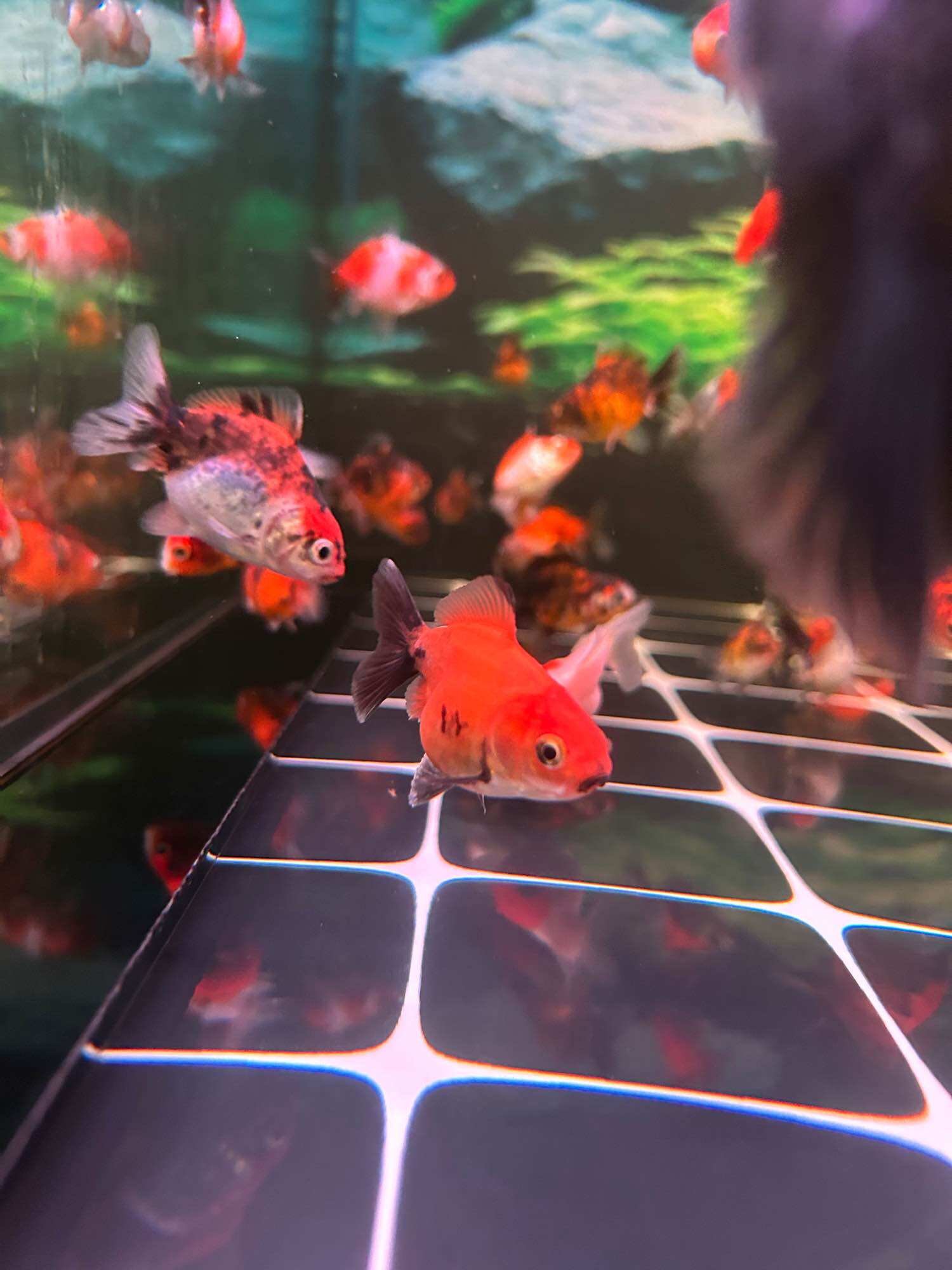 Oranda calico short .size 1 đến 2 ngón - Q3 - NH - 2