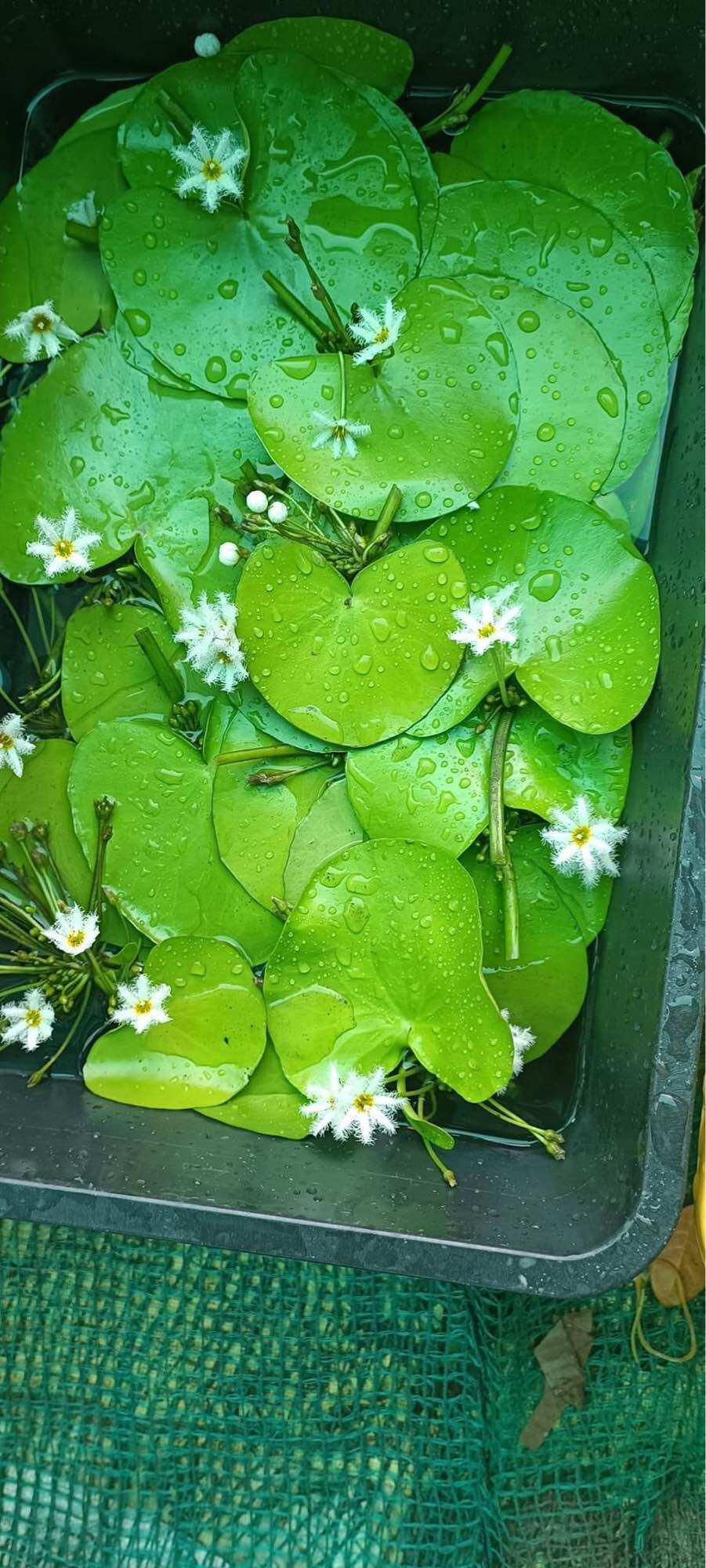 Lá thuỷ nử - sen 1 lá nở hoa 4 mùa trang trí bể  thuỷ sinh non bộ , ngoài trời