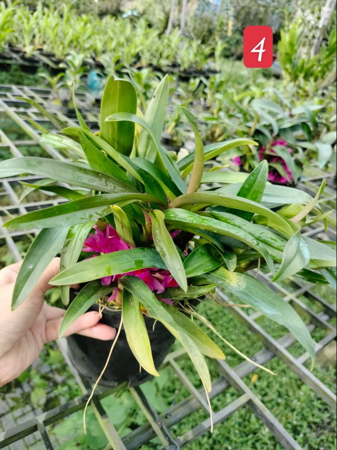 Lan Hibiki trưởng thành chậu lớn nhiều thân